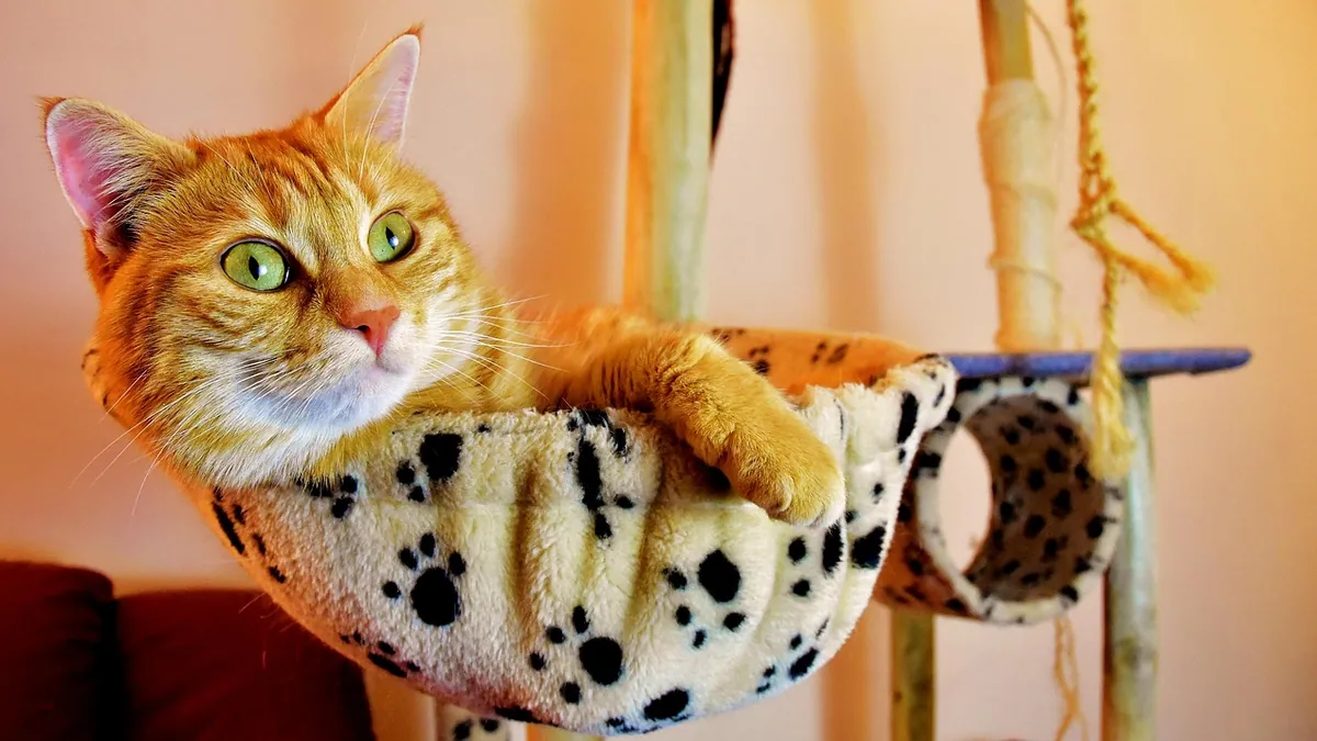 Cat Skin Grafts and Wound Healing: What Owners Should Expect