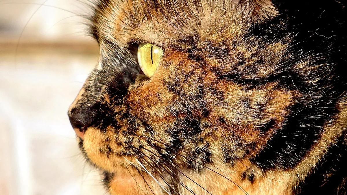 Cat Skin Growths: Lumps, Scaling, and When to Worry