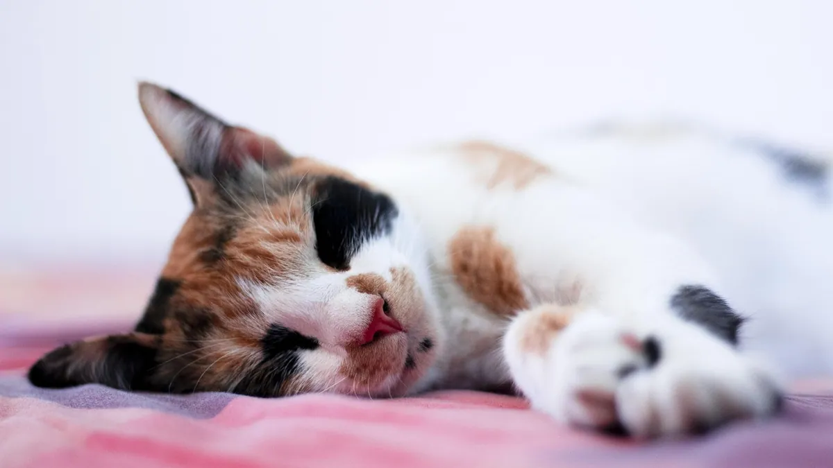 Cat Skin Hot to Touch: Causes of Warm Skin and Hot Spots