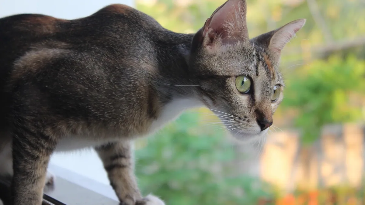 Cat Skin Loose and Hanging: Causes and Concerns