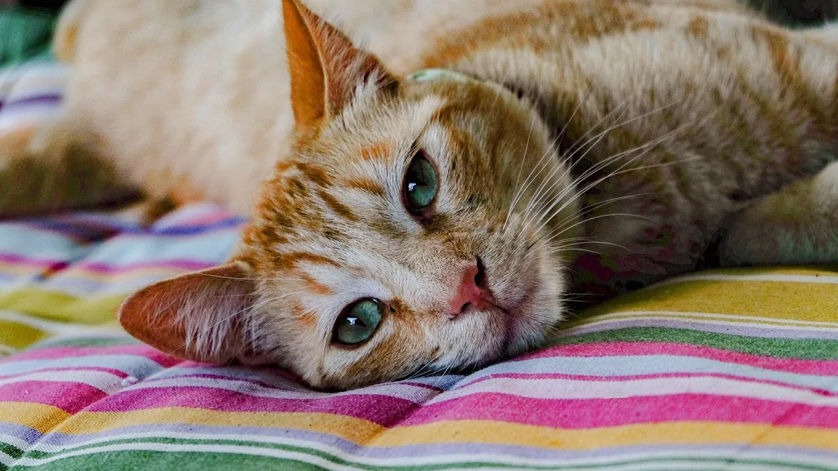 Home Treatment for Cat Skin Mites and Skin Disease