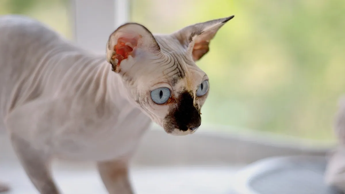 Cat Skin Necrosis: Causes, Signs, and Treatment