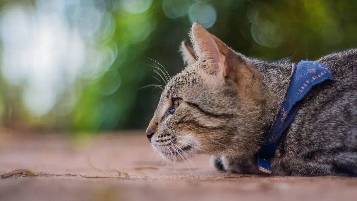 Cat Skin Nodules and Ear Nodules: What to Do