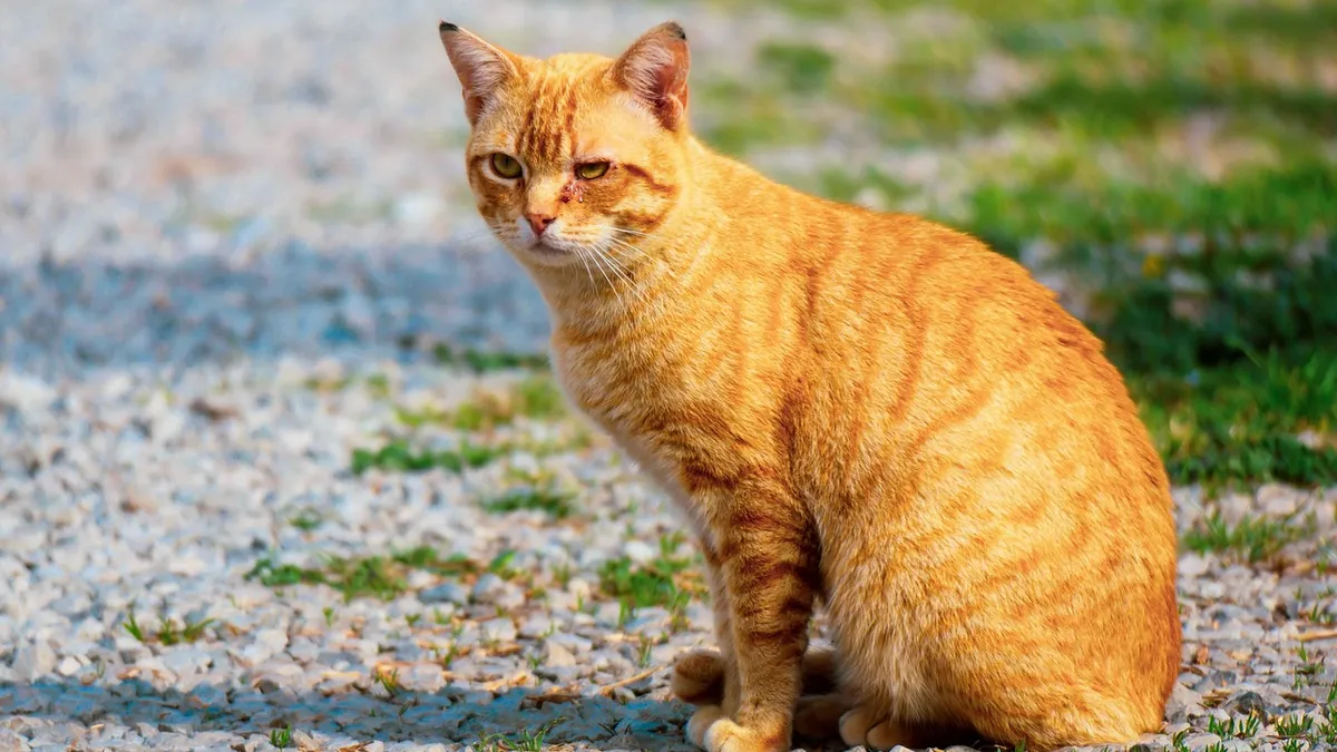Cat Skin Ointment and Wound Care: Safe Options