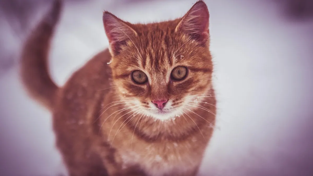 Cat Skin Peeling: Causes and Treatment Options