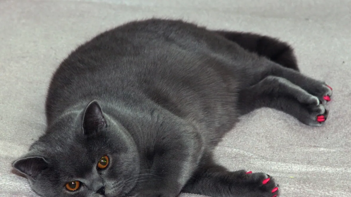 Cat Skin Pink or Purple: What Does It Mean?