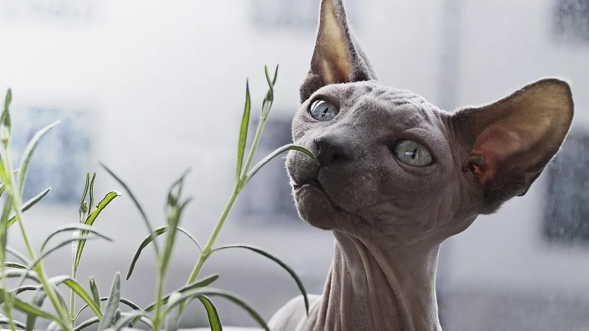 Cat Skin Problems on the Neck: Causes and Treatment