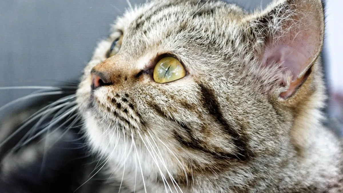 Cat Skin Rash Treatment: Safe Home Remedies and Vet Care