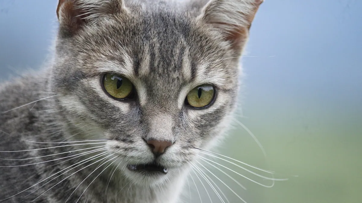Cat Skin Red Spots: Causes and What to Do