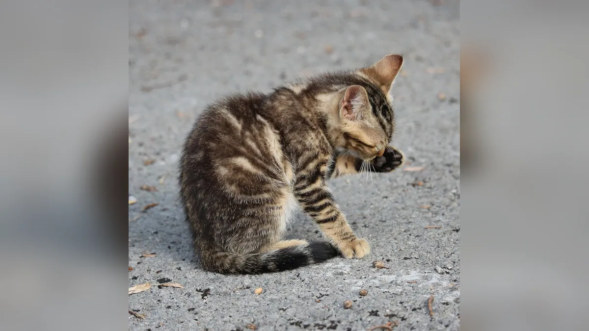 Cat Skin Rippling, Scrapes, and Weeping Sores Explained