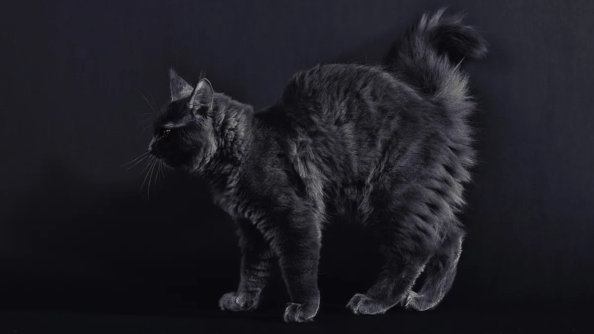Why Is My Cat's Skin Rolling or Moving? Causes and Next Steps