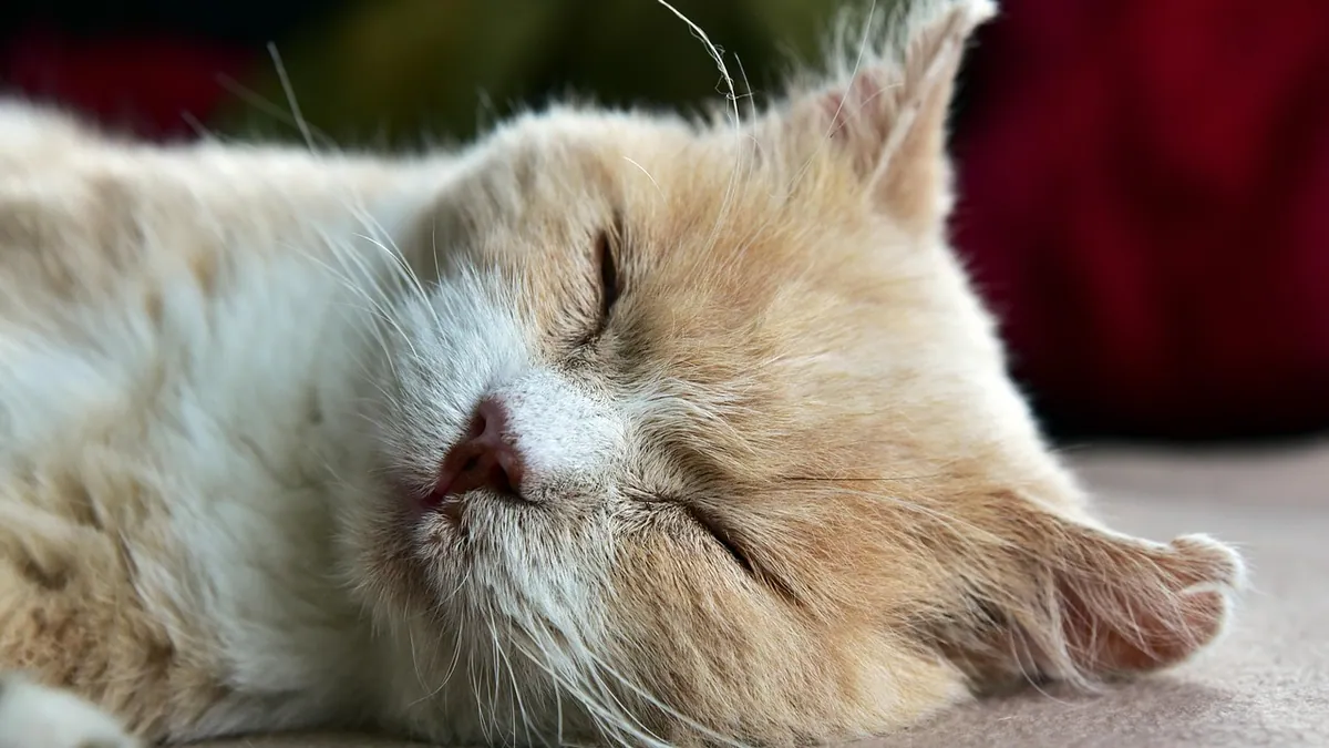 Cat Skin Scabs: Causes, Home Care, and When to See a Vet
