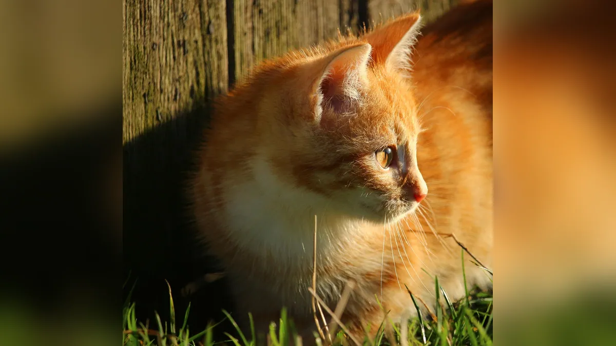 Cat Skin Tag vs Cancer: How to Tell Them Apart