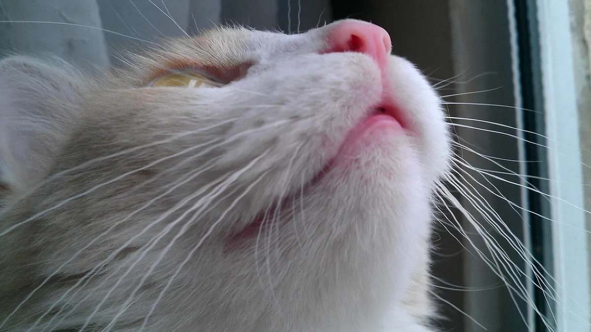 Why Is My Cat's Skin Turning Blue?
