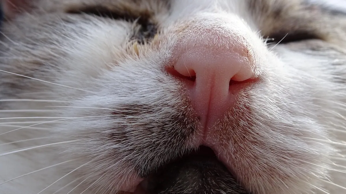 Sneezing in Cats With Kidney Disease: Causes and Care