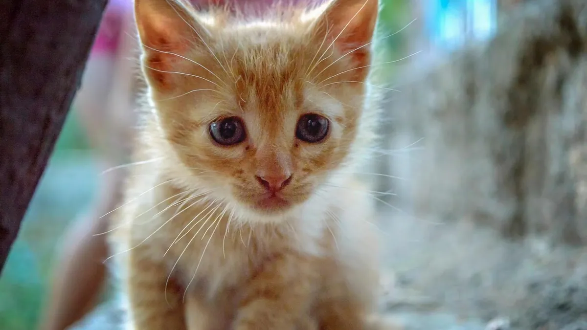 Cat Socialization Window: Ages, Checklist, and Training