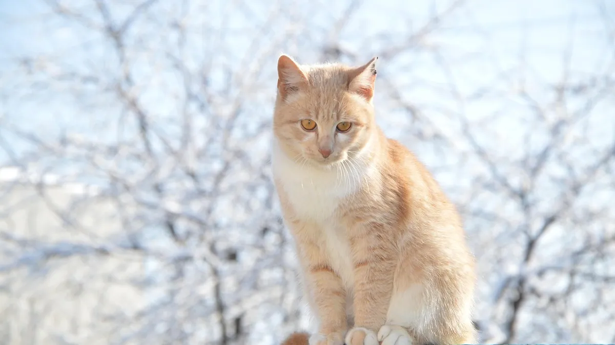Cat Spay Incision After One Week: Normal vs. Warning Signs