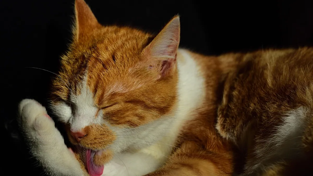 Cat Sprayed by Skunk: What to Do and How to Remove Smell