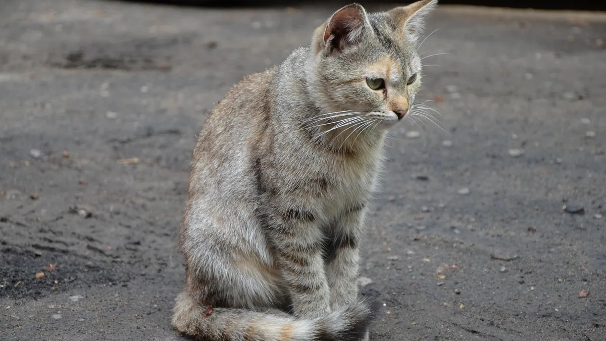 Cat Stiff Neck: Causes, Symptoms, and Treatment