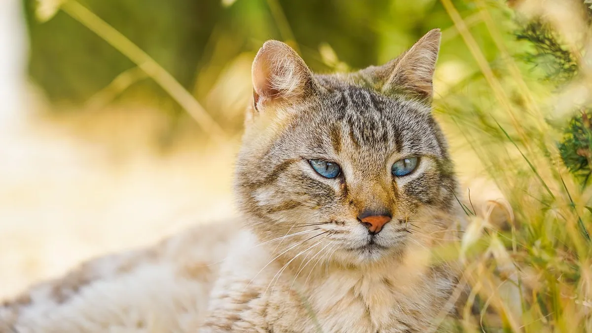 Cat Stitches Healing Time: Stages and What to Watch For