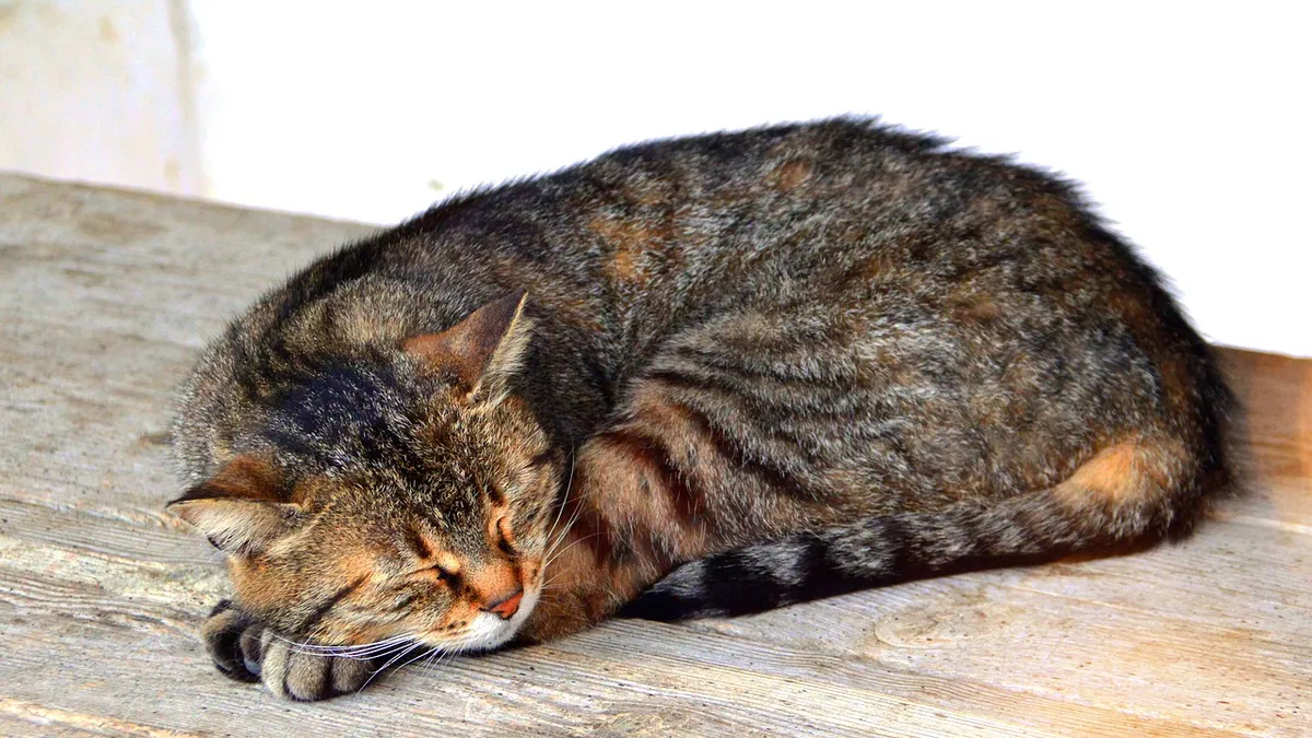 Cat Stitches Not Dissolved? What Absorbable Sutures Do