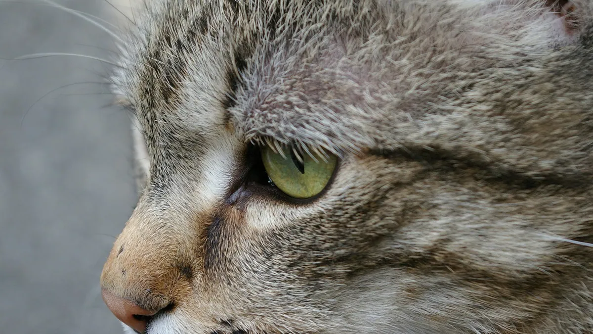 Cat Stitches Oozing: Normal Discharge or Infection?