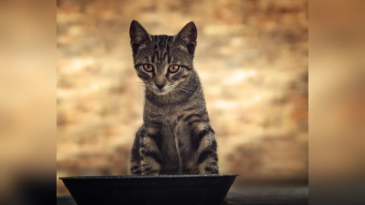 Why Your Cat Stopped Using the Litter Box