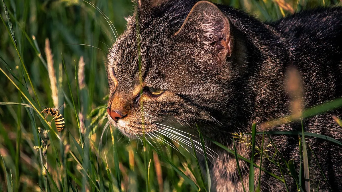 Cat Stung by a Yellow Jacket: Allergy and First Aid