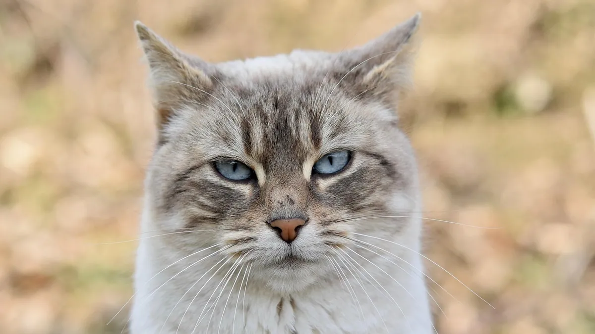 Cat Swollen Face or Eye: Causes and What to Do
