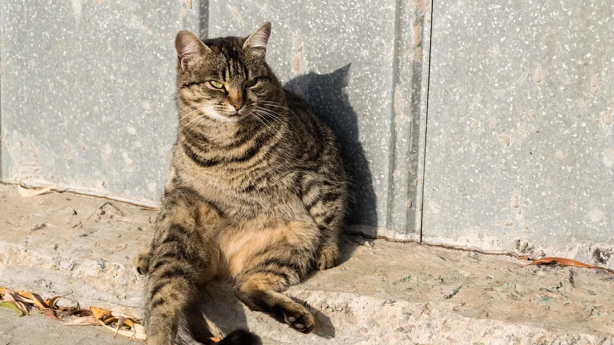 How Long Does a Cat's Tail Take to Heal?