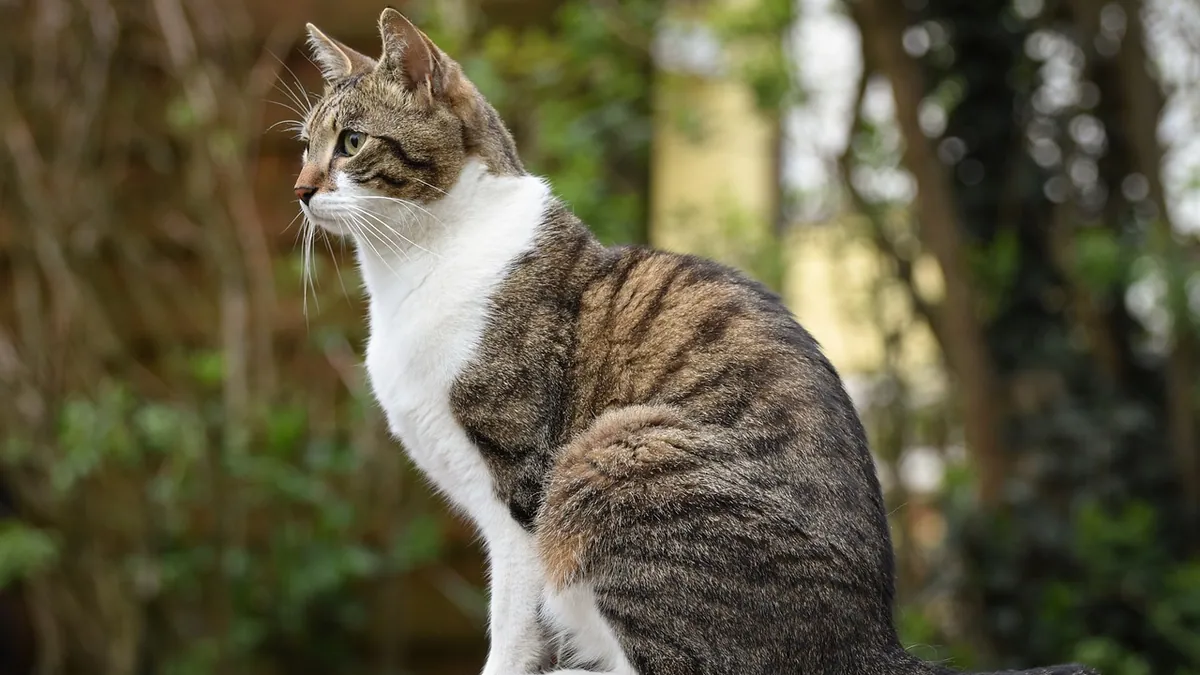 Cat Tail Signs: What Movement and Injuries Mean