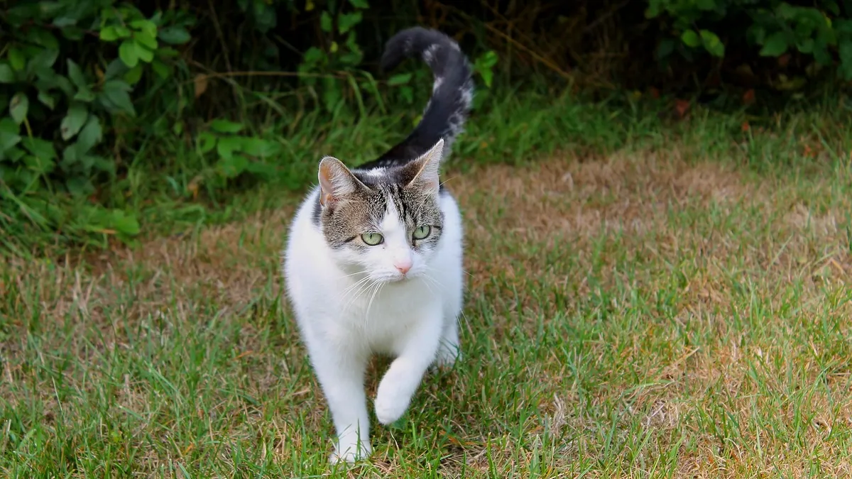 Cat Tail Movements and What They Really Mean