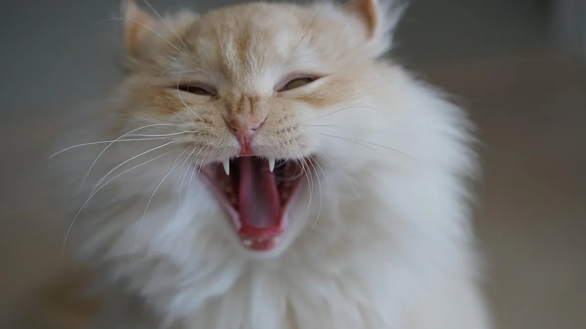 Cat Teeth and Age: What Tooth Wear Really Tells You