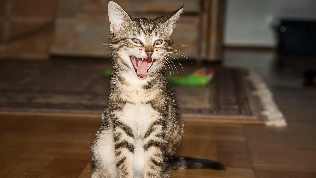 Cat Teething Signs and Dental Pain: What Owners Should Know