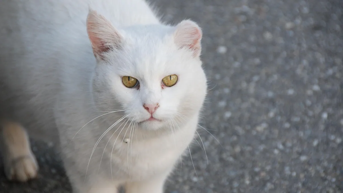 Why Is My Cat Territorial? Managing Aggression and Marking