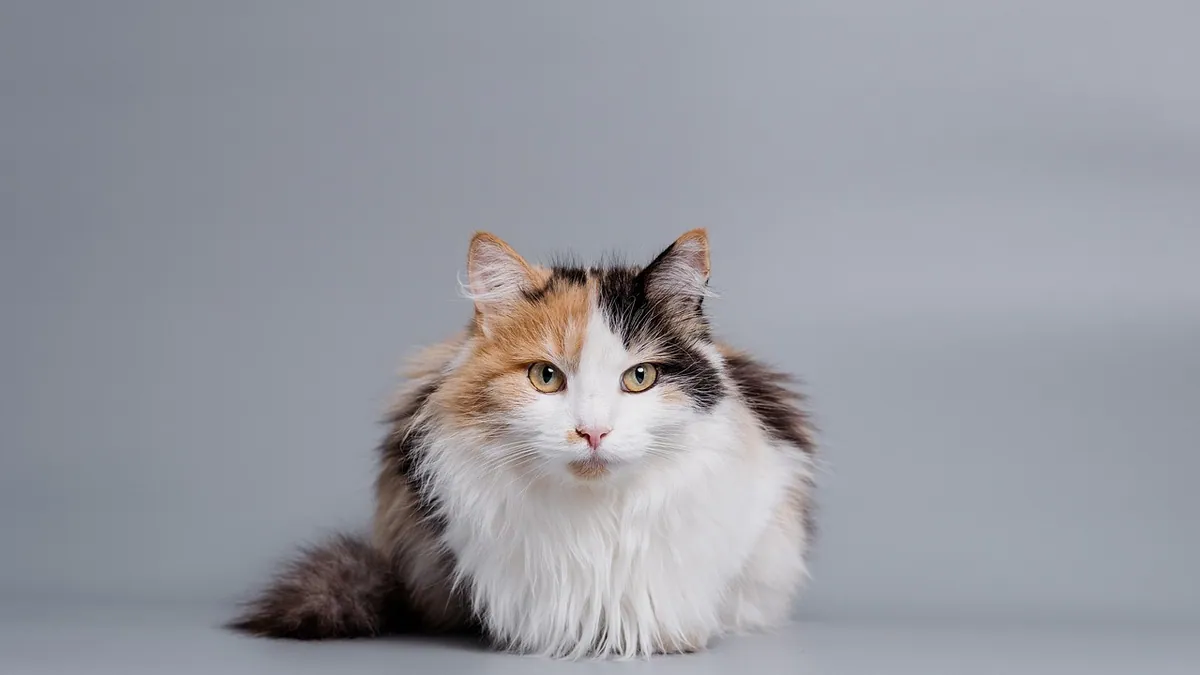 Cat Threw Up: What to Do and When to Call the Vet