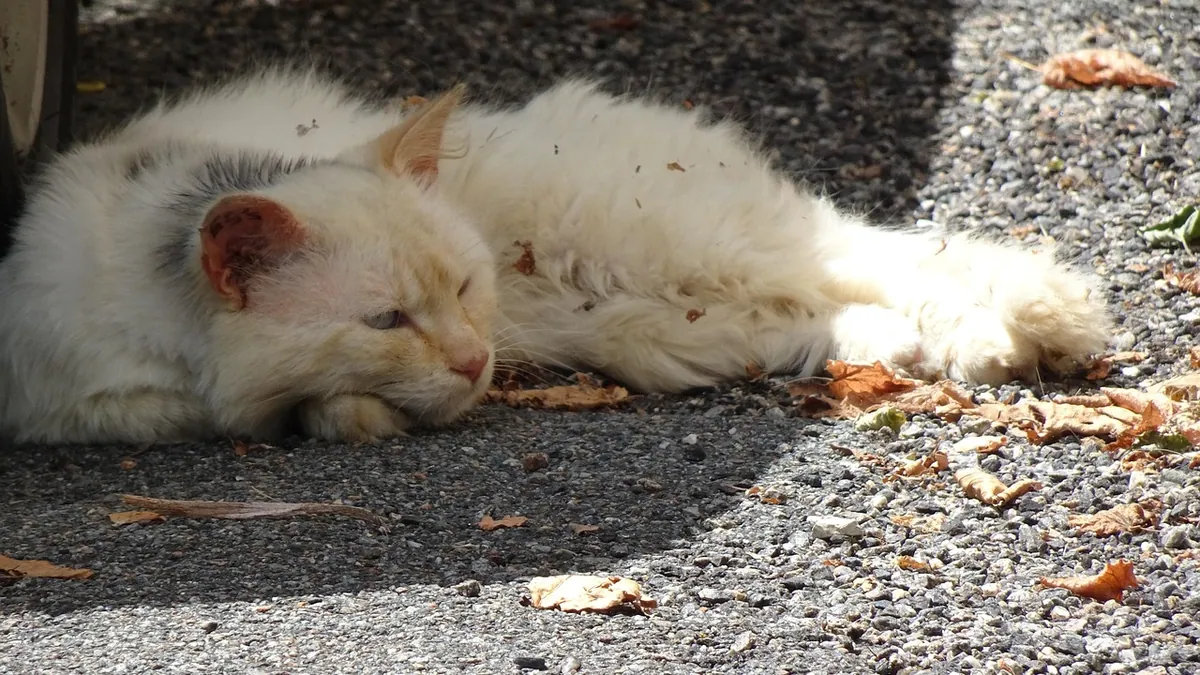 Cat Throwing Up but Acting Normal: When to See a Vet