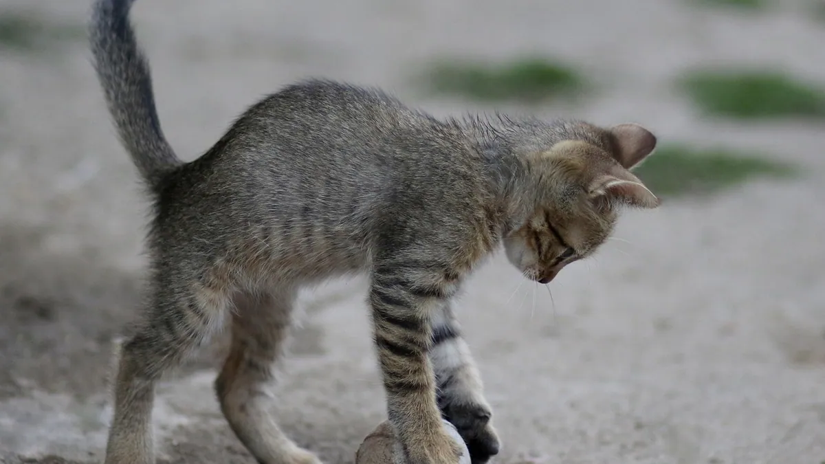Cat Throwing Up After Zoomies: Why It Happens