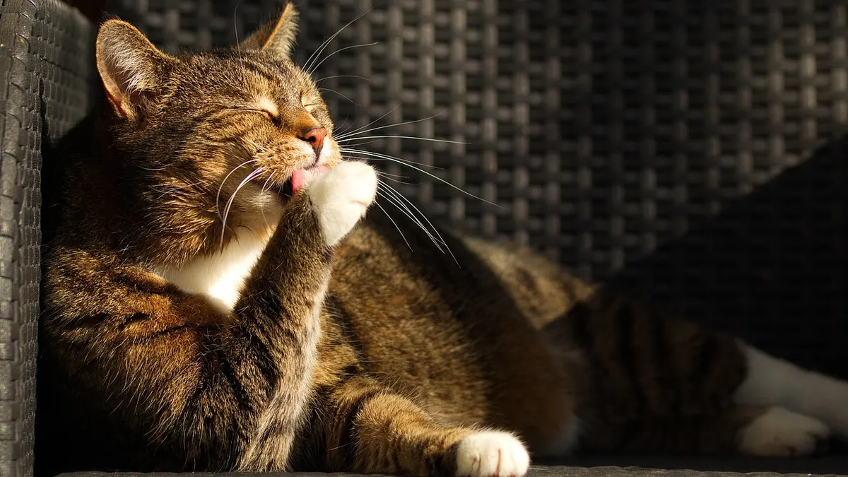 Cat Throwing Up on Antibiotics or With a UTI