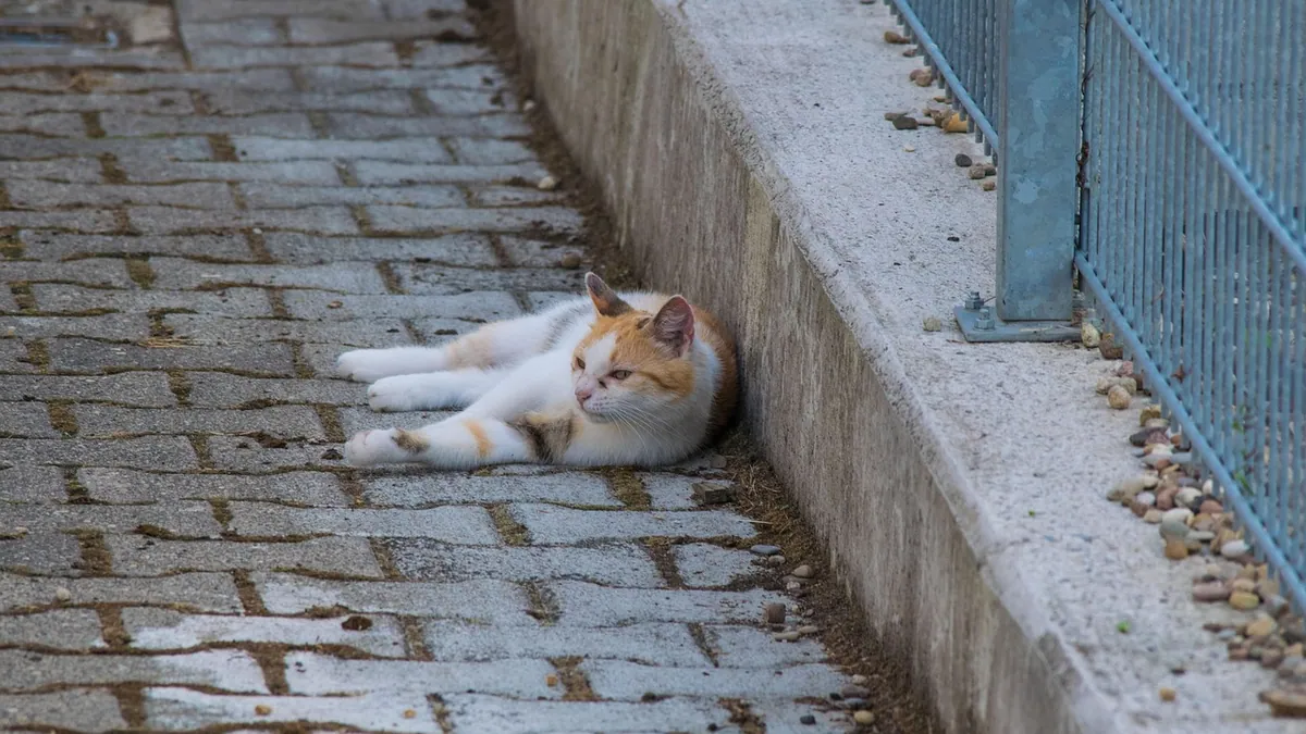 Cat Throwing Up Brown Liquid: Causes and When to Worry