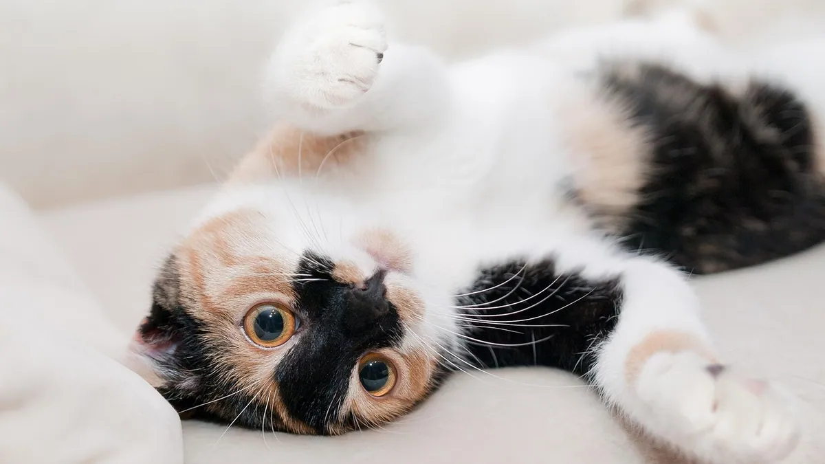 Cat Throwing Up for Two or Three Days in a Row
