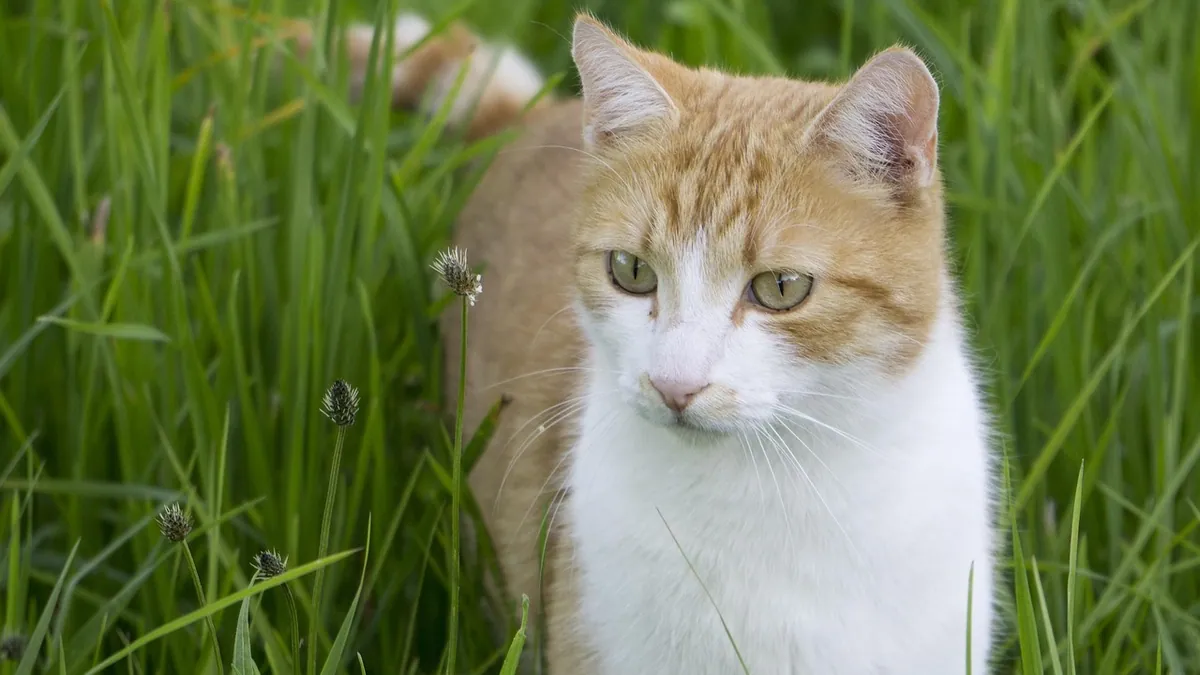 Cat Throwing Up Grass: Why Cats Eat Grass and Vomit