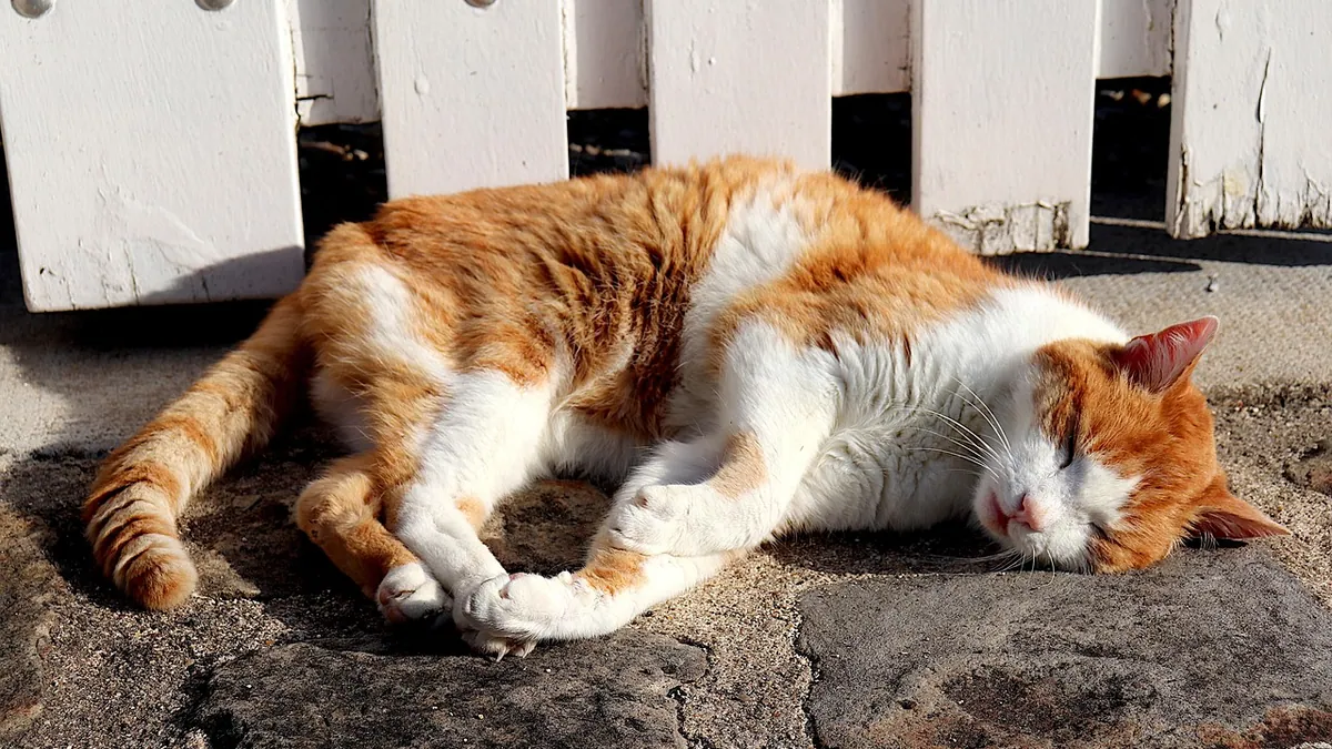 Cat Throwing Up in Hot Weather: Heat and Vomiting