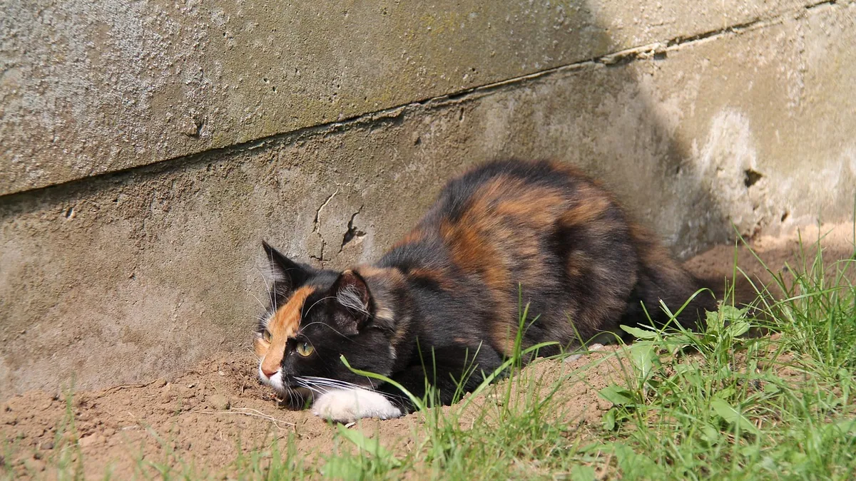 Why Is My Cat Throwing Up in or Near the Litter Box?