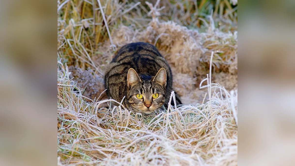 Cat Throwing Up Nothing: Empty-Stomach Vomiting Explained