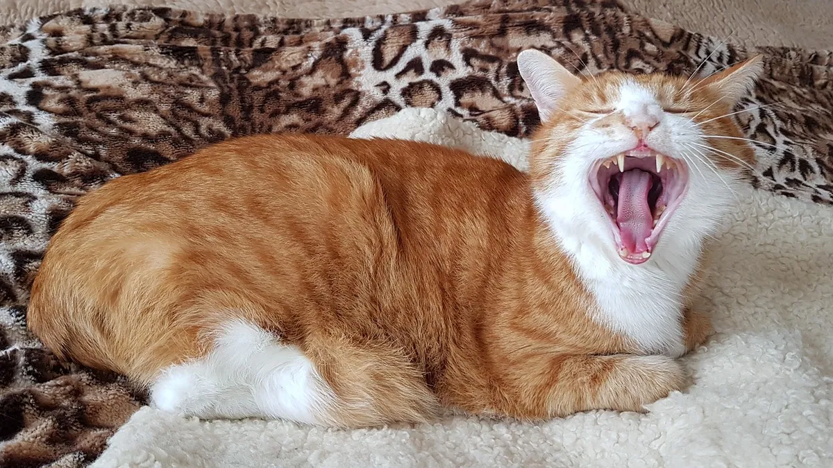 Cat Throwing Up Phlegm: Causes and When to Worry