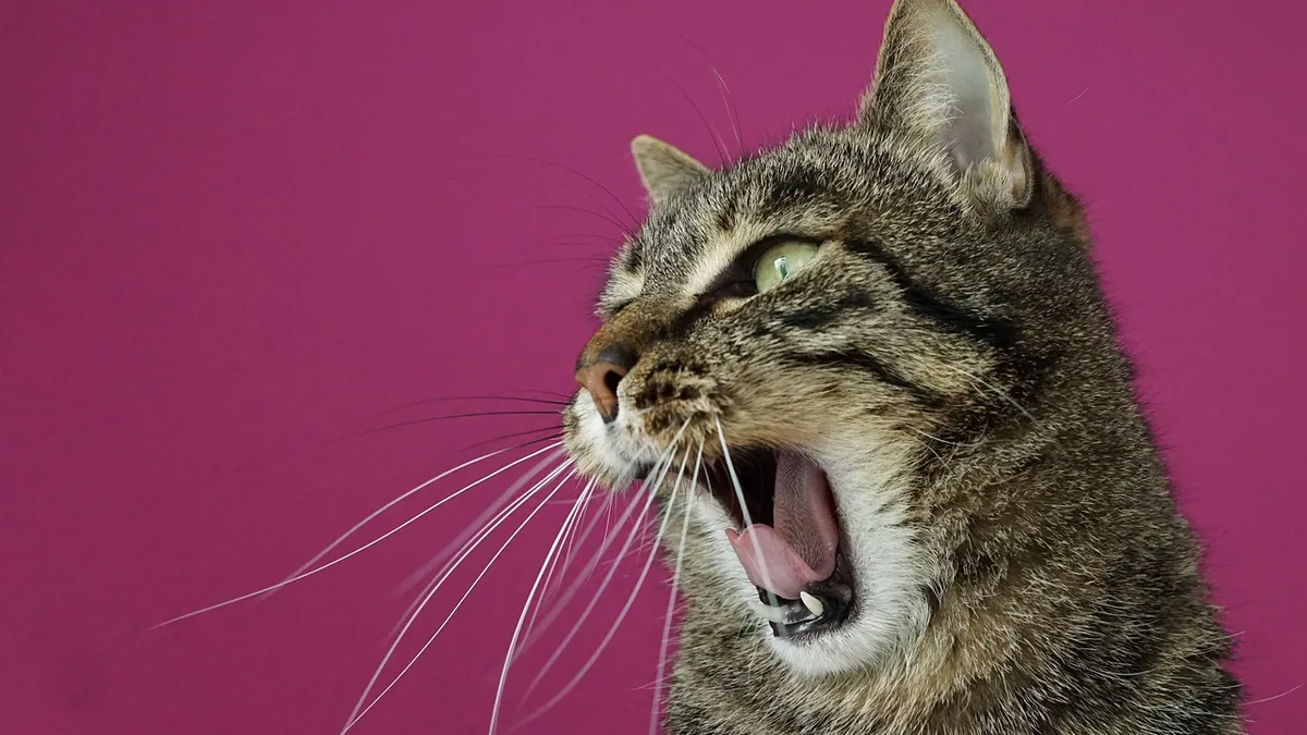 Cat Throwing Up Pink or Brown Liquid: What It Means