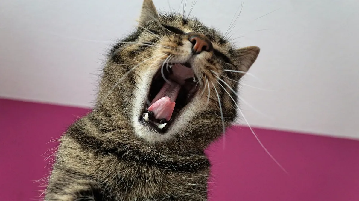Cat Throwing Up Spit, Saliva, or Foam: Causes