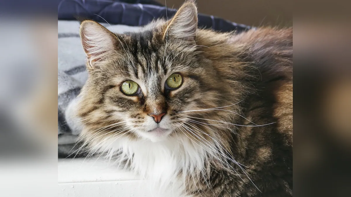 Cat Throwing Up Tapeworms: What Owners Should Do