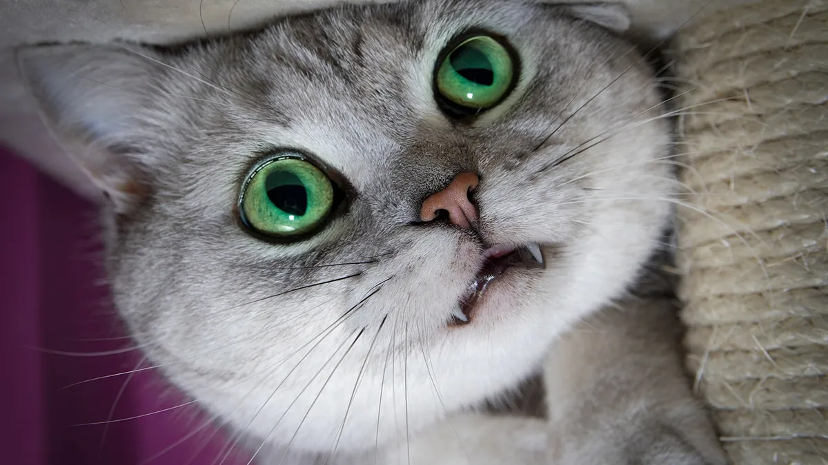 Cat Tooth Extraction: Recovery and Aftercare